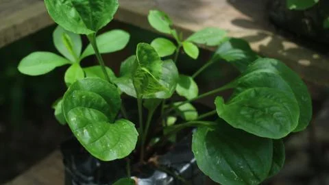 Piantago Major Stock Photos