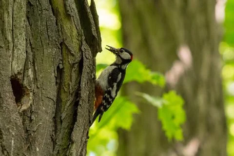 Pic epeche Stock Photos