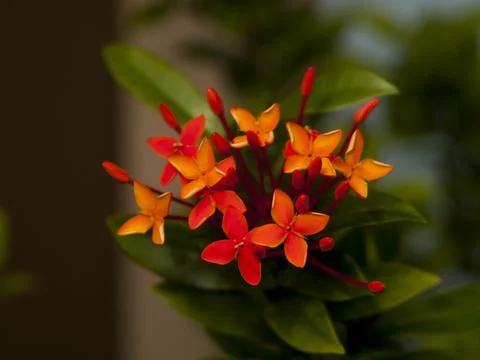 Pic one, flower modeling backgrounds, blurry bokeh art Stock Photos