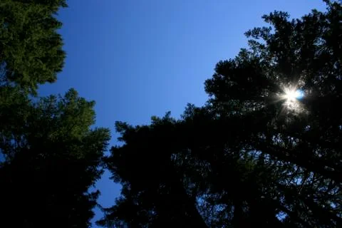 Pic - Sunlight In Pines.jpg Stock Photos