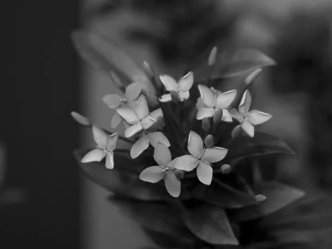  pic two, flower modeling backgrounds, blurry bokeh art" Stock Photos