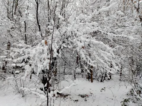 Pic of winter Stockfoto's