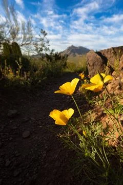 Picacho View Stock Photos