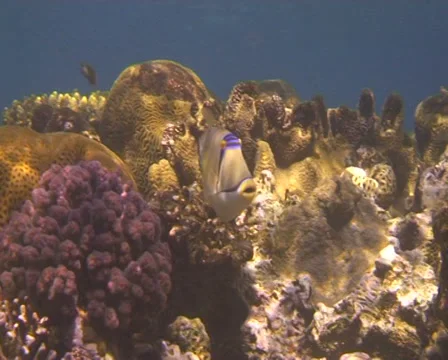 PICASSO 2 Stock Footage 30135394