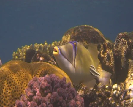 Picasso (2) Stock Footage 30136103