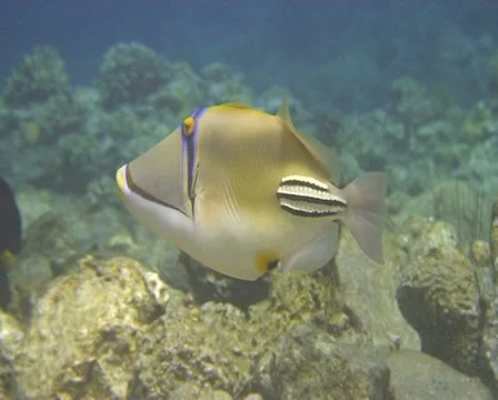 PICASSO 4 動画素材 30136726