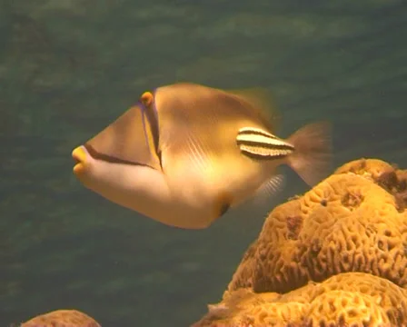 PICASSO 5 Stock Footage 30136672