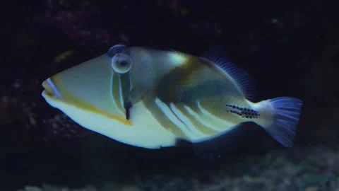 A picasso fish Stock-Footage 258077460