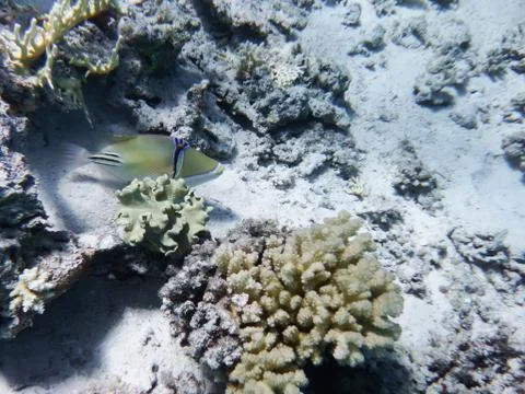 Picasso fish by the seabed Stock Photos