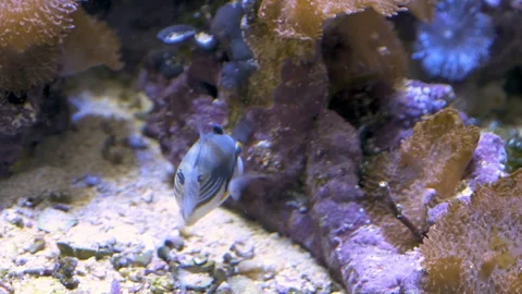 Picasso fish swims Stock Footage 105366564