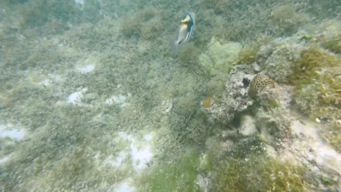 Picasso trigger swimming around in shallow lagoon with coral reef and algae duri Stock Footage 245442161