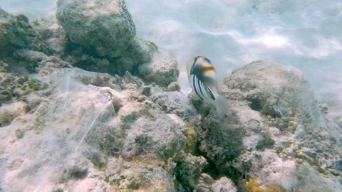 A Picasso Triggerfisch at the Maldives, Indian Ocean, Asia. Stock Footage 167604698