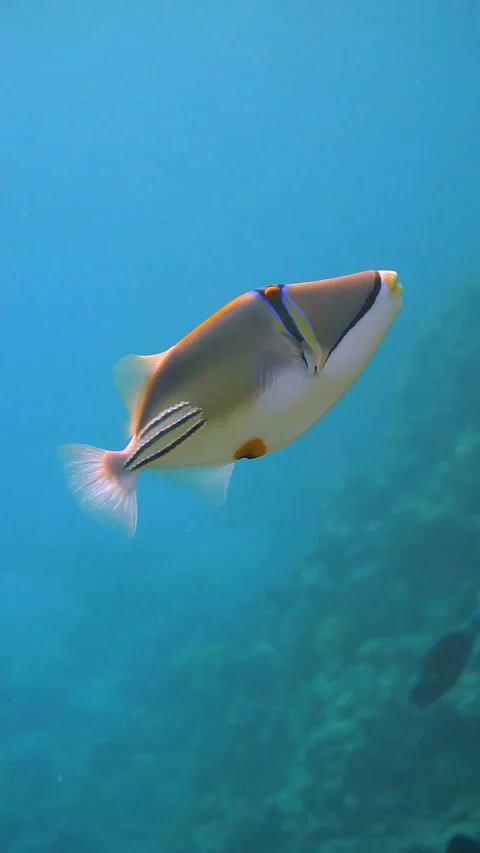 Picasso Triggerfish 2 Stock Footage 225436823