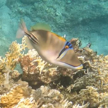 Picasso Triggerfish along the Reef  Stock Photos