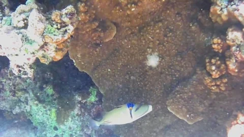 Picasso Triggerfish Being Cleaned by a Cleaner Fish 库存影片 343727813
