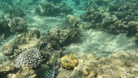 Picasso Triggerfish Bouncing Around Coral Reef Underwater Marine Life Stock Footage 303602755