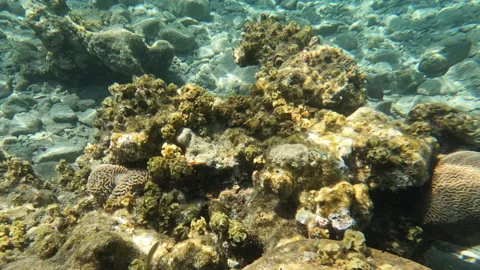 Picasso Triggerfish Bouncing Around Ocean Sea Bed Searching for Food Stock Footage 274103517