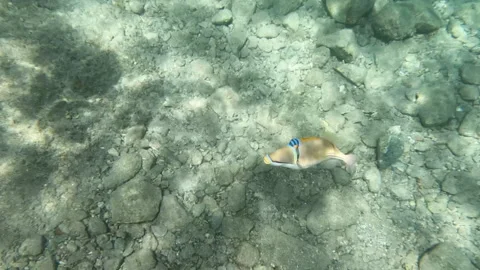 Picasso Triggerfish Breaking Down Food From Coral Reef  Stock Footage 274103382