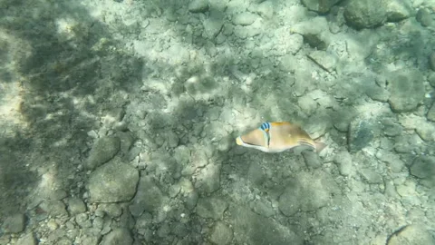Picasso Triggerfish Breaks Apart a Rock with its Mouth Stock Footage 304177398