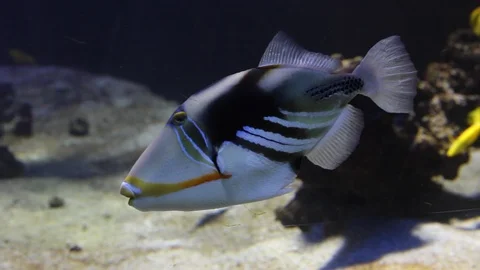 Picasso triggerfish Stock Footage 108912088