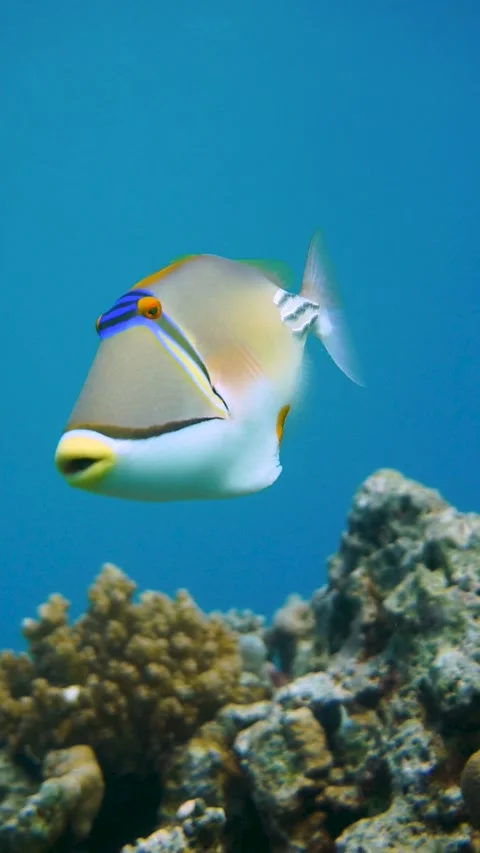 Picasso Triggerfish Stock Footage 225437180