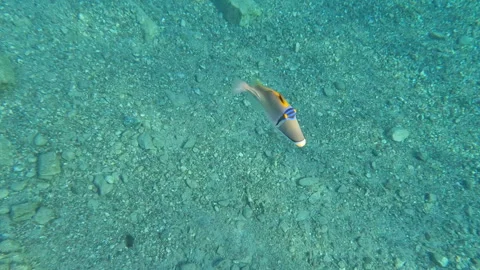 Picasso Triggerfish With Its Antenna Up in Open Ocean Stock Footage 273953386