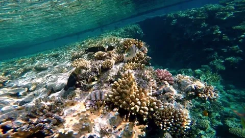 Picasso Triggerfish looking for food on the sand at the base of a coral reef Stock Footage 221946131