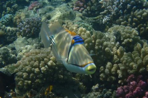 Picasso Triggerfish Stock Photos