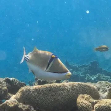 Picasso Triggerfish - So Unique  Foto stock
