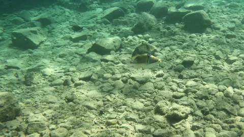Picasso Triggerfish Unique Sea Creature Bouncing Around Coral Reef Stock Footage 303601881