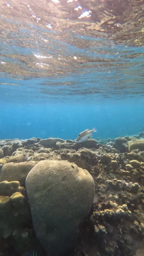 Picasso Triggerfish - What a Cool and Colorful Fish Video  Stock Footage 234088847