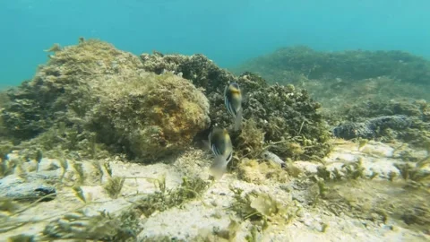 Picasso triggerfishes swimming and hiding in white sandy bottom sea bed lagoon w Stock Footage 252178491