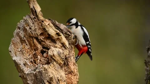 Picchio rosso 库存影片 133636997