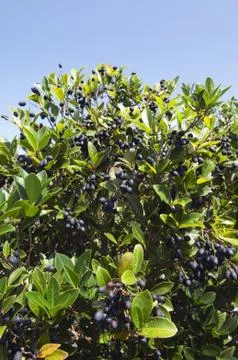 Picconia azorica shrub Stock Photos