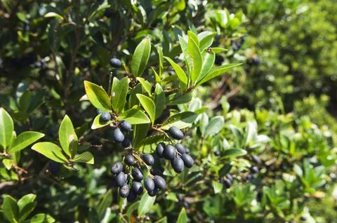 Picconia azorica shrub Stock Photos