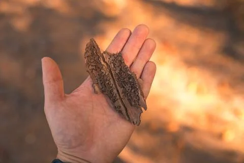 A pice of bark from a tree infected with a bark beetle in hand for scale. Stock Photos