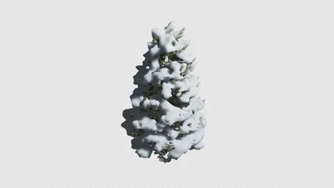 Picea abies snow tree Wind  Animation with Transparent Background Stock Footage 323296470