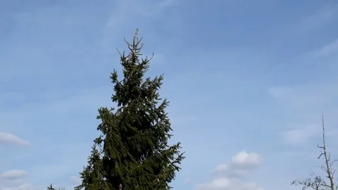 Picea abies spruce tree Stock Footage 73376944