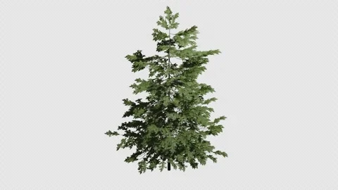 Picea abies tree Wind  Animation with Transparent Background Stock Footage 323295780