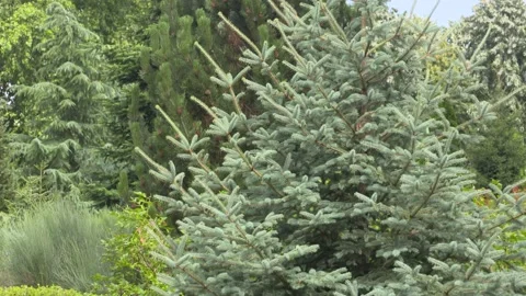 Picea asperata glauca, white spruce Stock Footage 137585573