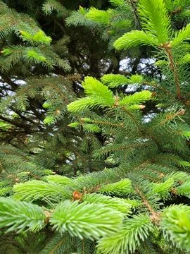 Picea asperata Stock Photos