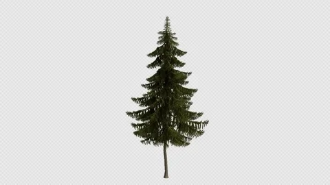 Picea Obovata Tree blowing in the wind. Alpha Channel. Loop Animation Stock Footage 316206853
