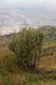 Pichincha Stock Photos