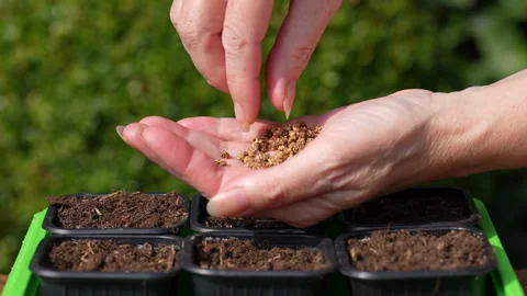 Pick up and drop beetroot seed in seed tray, sow beetroot Stock Footage 329226930
