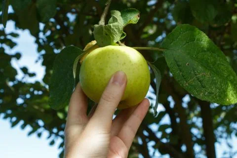Pick an apple on an apple tree Stock Photos