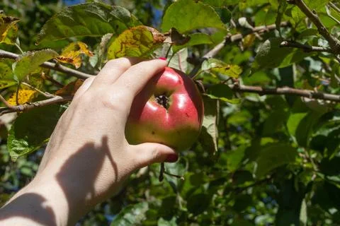 Pick an apple on an apple tree Stock Photos