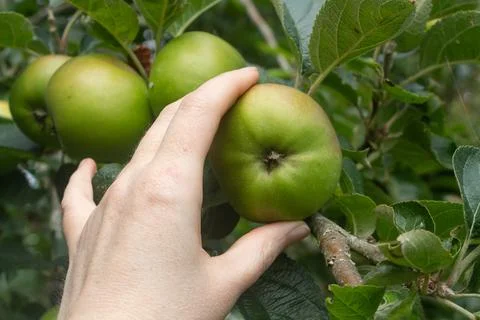 Pick an apple on an apple tree Stock Photos