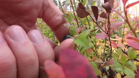 Pick bilberries. Close up. Stock Footage 100920541