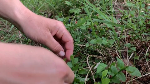 Pick blueberries in forest Stock Footage 111665903