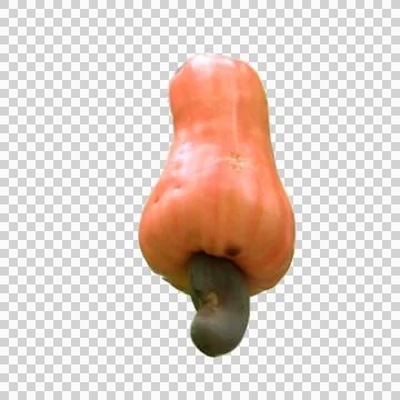 Pick cashew fruit 스톡 사진